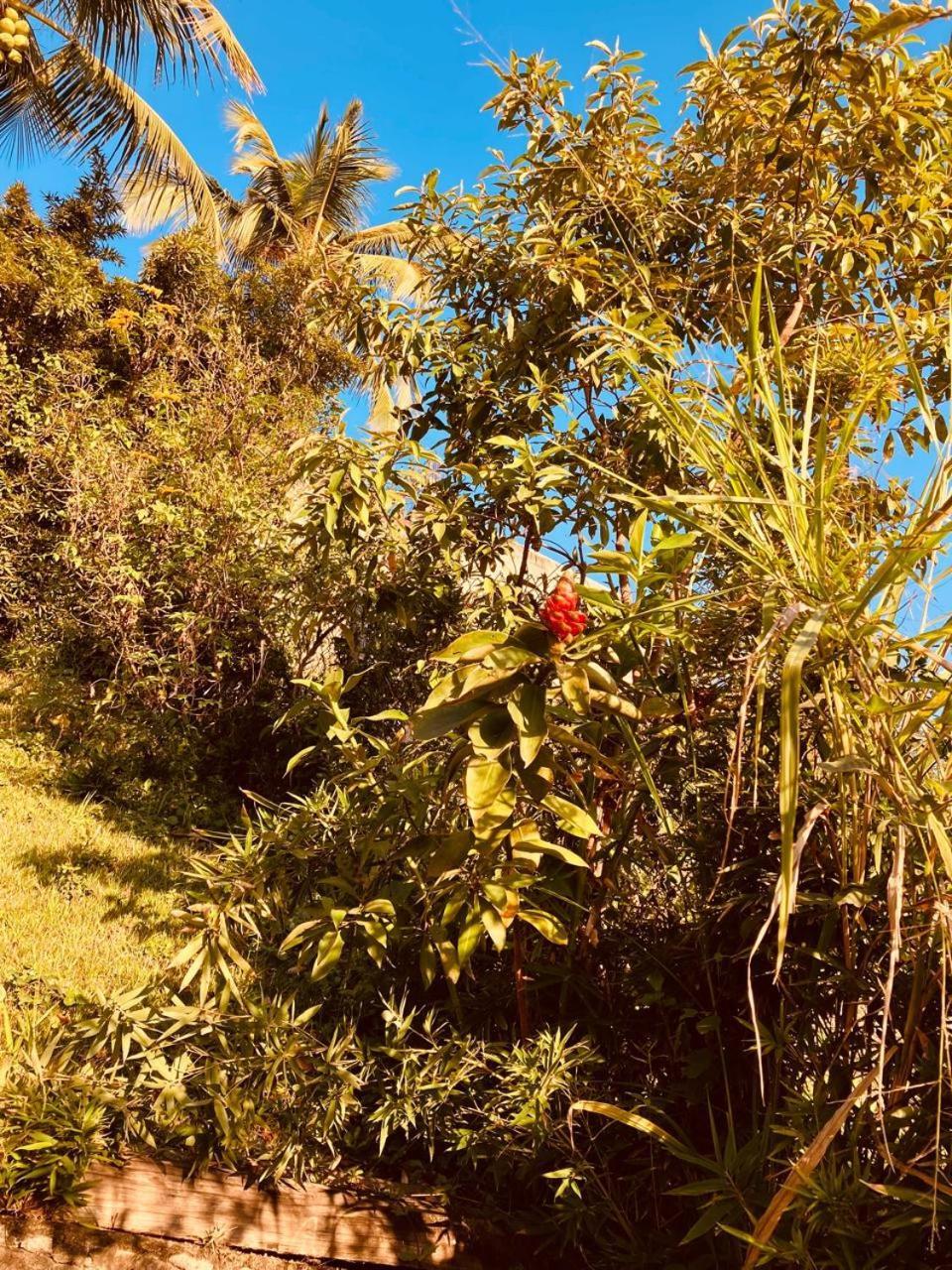 Yellow House Beira Mar Portinho Villa Ilhabela Dış mekan fotoğraf